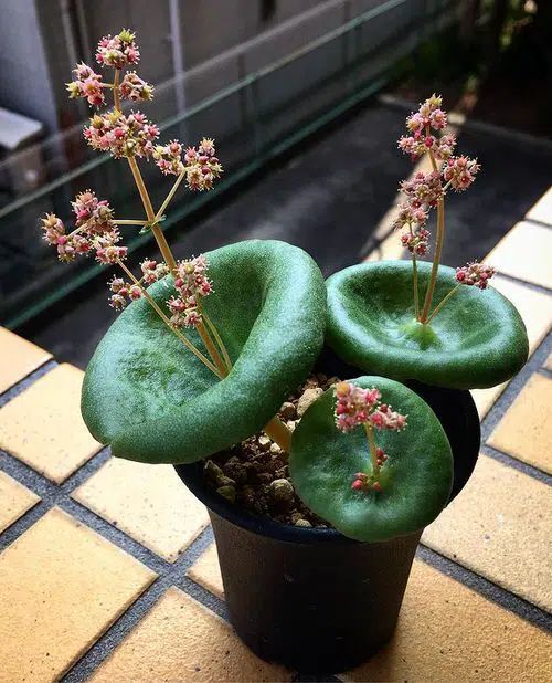 Crassula Umbella